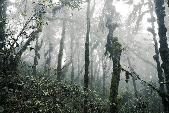 Kilimanjaro klättring, Machame Route (7-dagars)