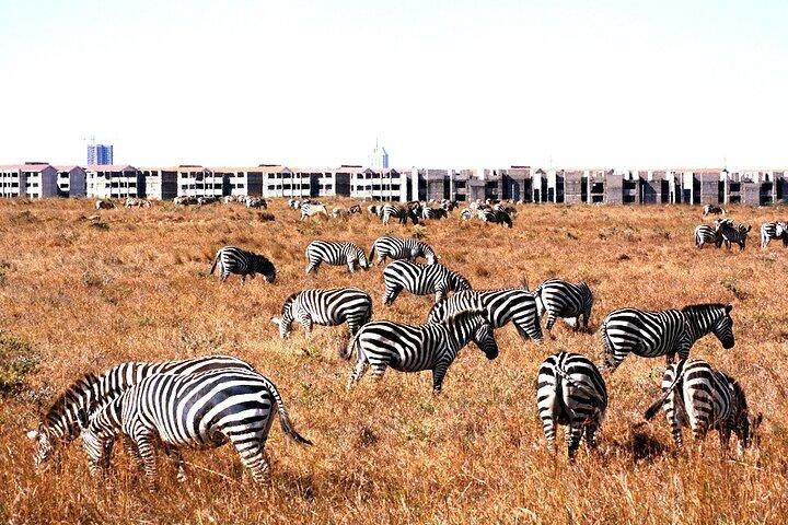 Halvdagstur til Nairobi National Park