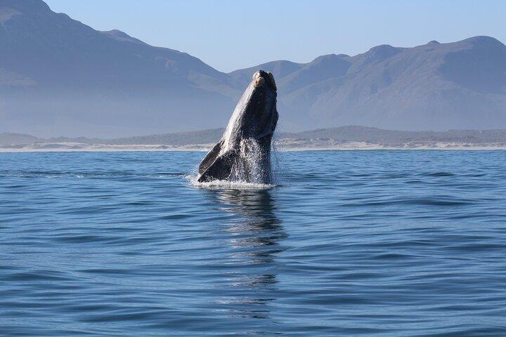 Avistamiento de ballenas Hermanus: