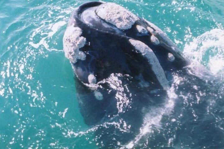 Avistamiento de ballenas Hermanus: