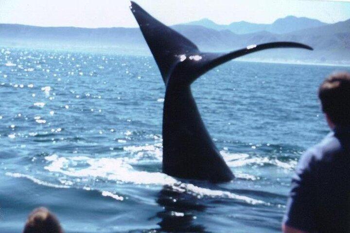 Avistamiento de ballenas Hermanus:
