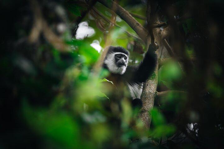 Kilimanjaro stigning, Marangu rute (6-dages)