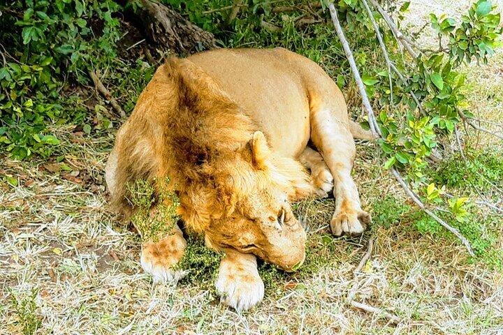 7 Tage Budget Gruppe zu Masai Mara Nakuru & Amboseli Parks in 4WD