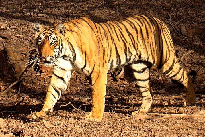 4 - Journée Triangle d'Or avec Ranthambore Tiger Safari