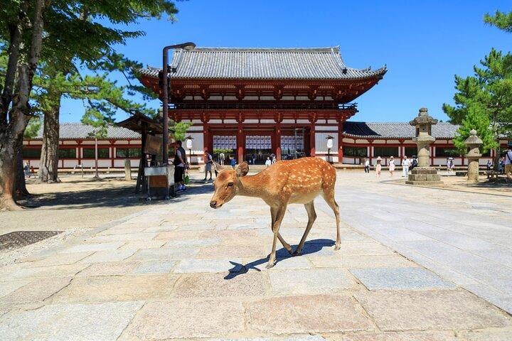 Nara: Genießen Sie Highlight Of Nara in 3 Stunden