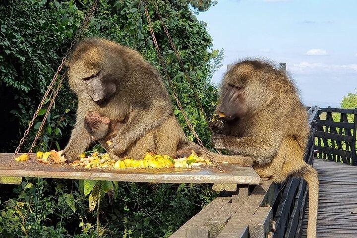 Aberdare National Park Tour From Nairobi