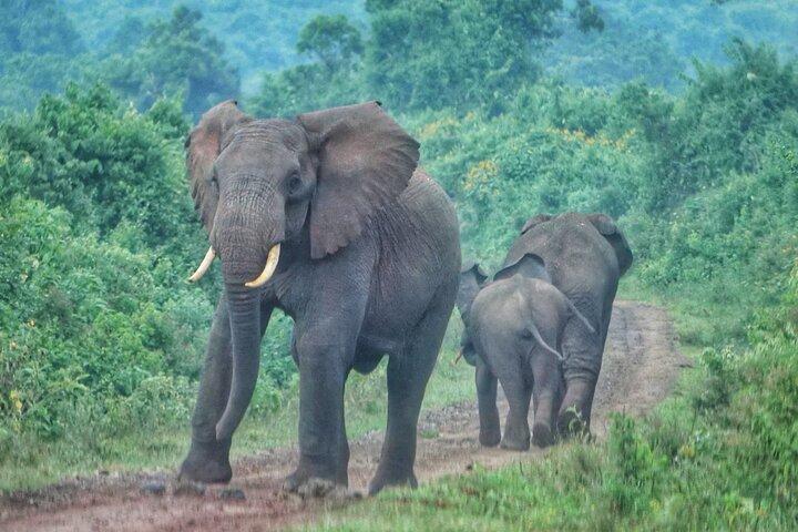 Explorez Tsavo Est et Ouest en 3 jours