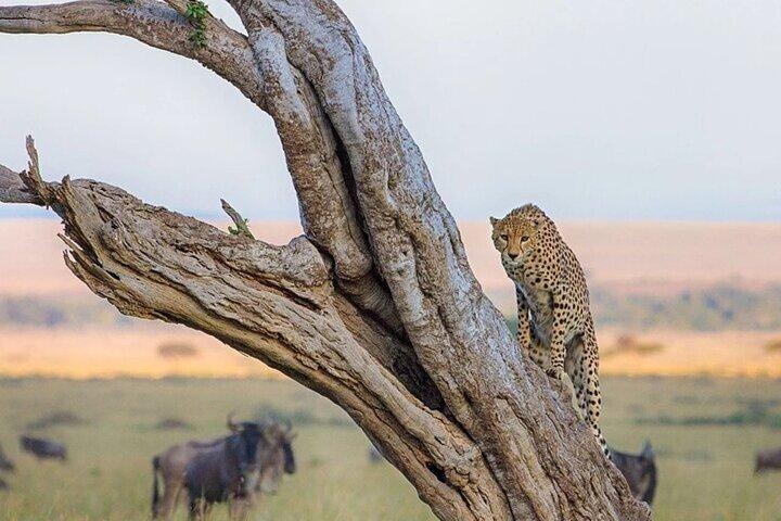 7 Tage Kenia Safari nach Maasai Mara, Lake Nakuru & Amboseli