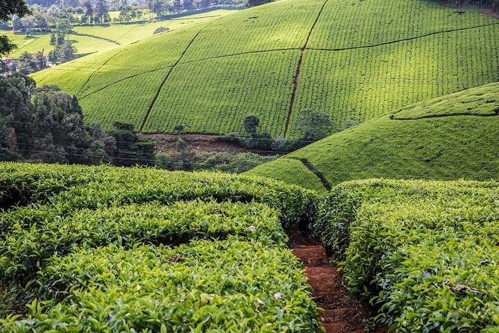 Tagestour zur Kiambethu Teefarm in Limuru