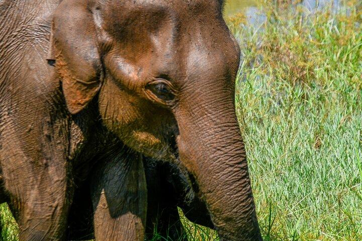 ウダワラウェ国立公園野生動物サファリツアー