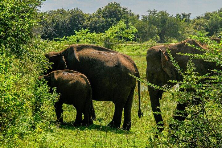 ウダワラウェ国立公園野生動物サファリツアー