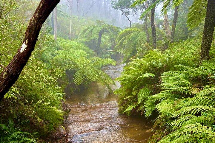 Blue Mountains Day Tours W Mondo panoramico e pranzo