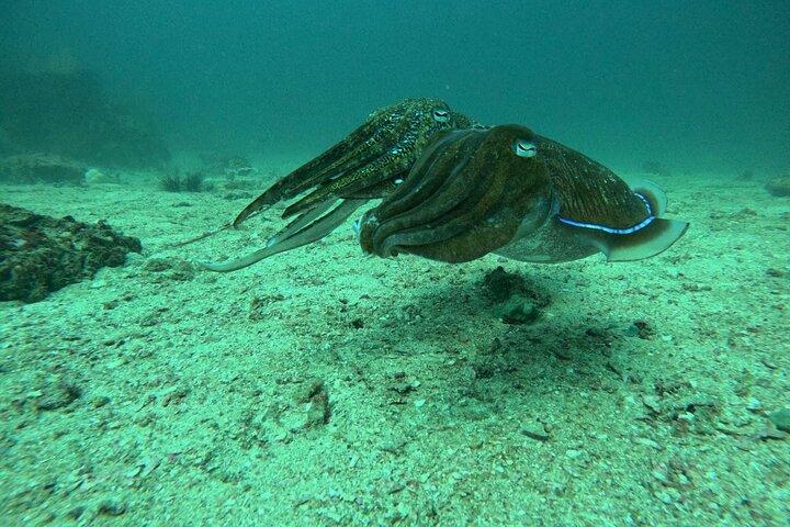 Phuket : PADI Discover Scuba Diving 1 mergulho na praia