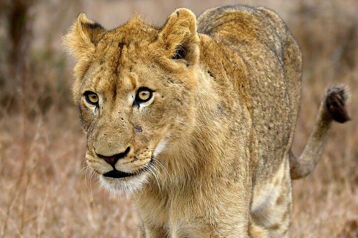 3 dias Murchison Falls National Park