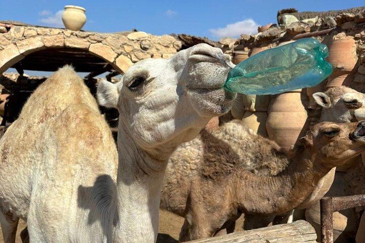 Det bedste af Djerba: Kulturelle juveler og traditioner i hjertet af øen