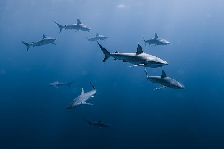 Marine Wildlife Snorkel Tour Sharks Schipbreuk