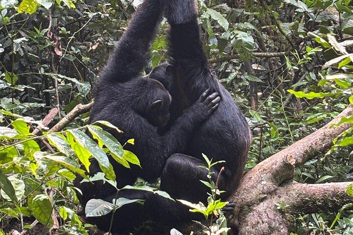 1 día Parque Nacional Kibale