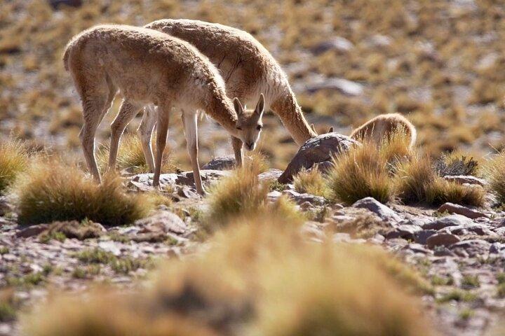 Gêiseres do Tatio