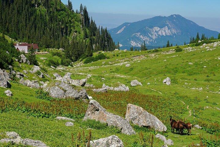 Guidad en natts vandring till Mălăiești Cabin med Bukarest Transfer