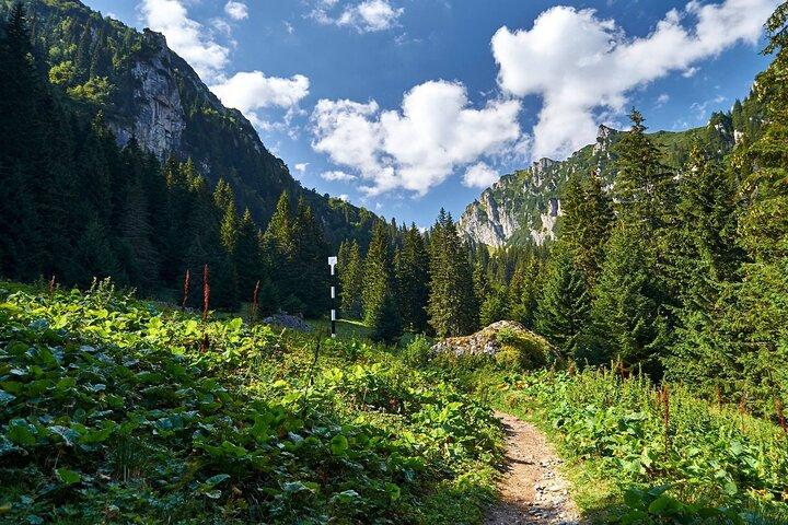 Guidad en natts vandring till Mălăiești Cabin med Bukarest Transfer