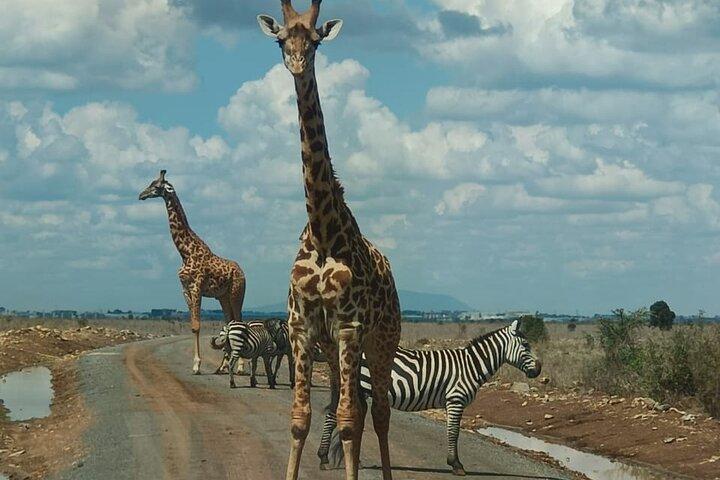 Halvdagstur til Nairobi National Park