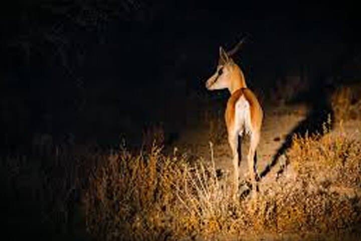 Night Game Drive at Nairobi National Park