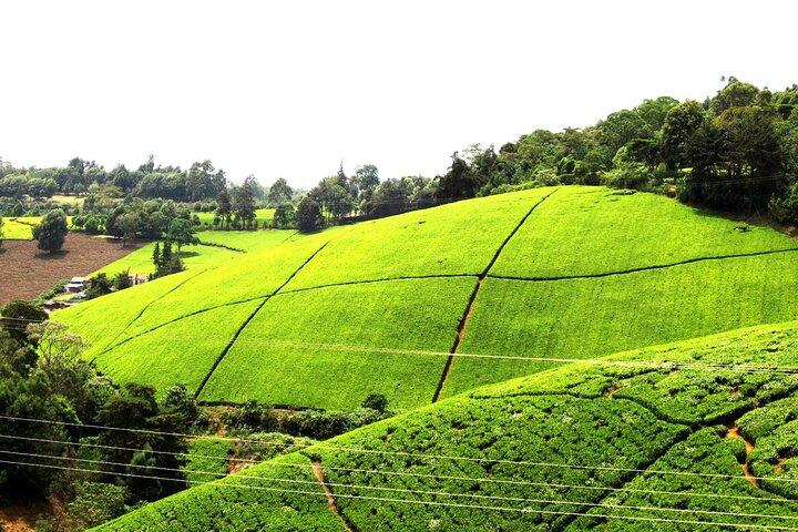 Kiambethu Tea Farm Tour and Lunch