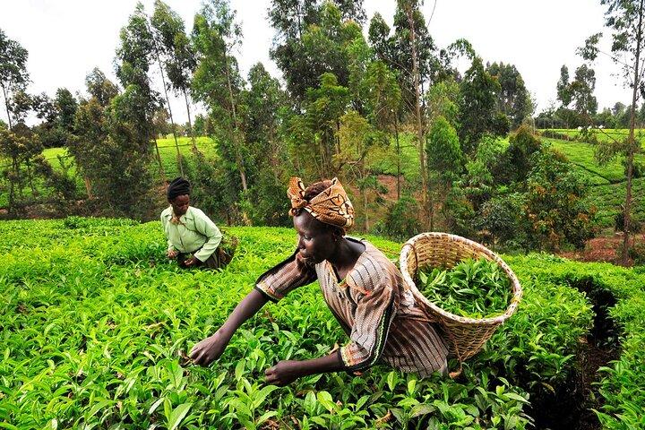 Kiambethu Tea Farm Tour and Lunch