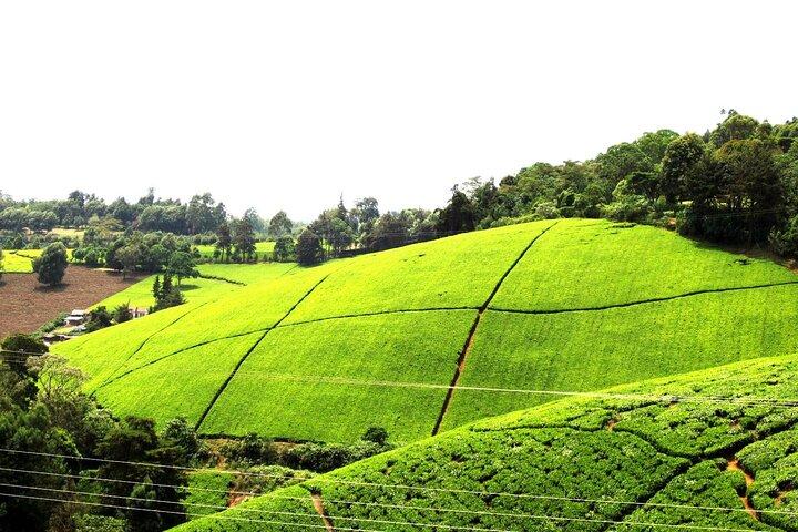 Kiambethu Tea Farm Tour and Lunch