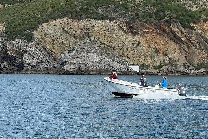 セシンブラで地元の海洋生物学者と一緒にイルカウォッチング