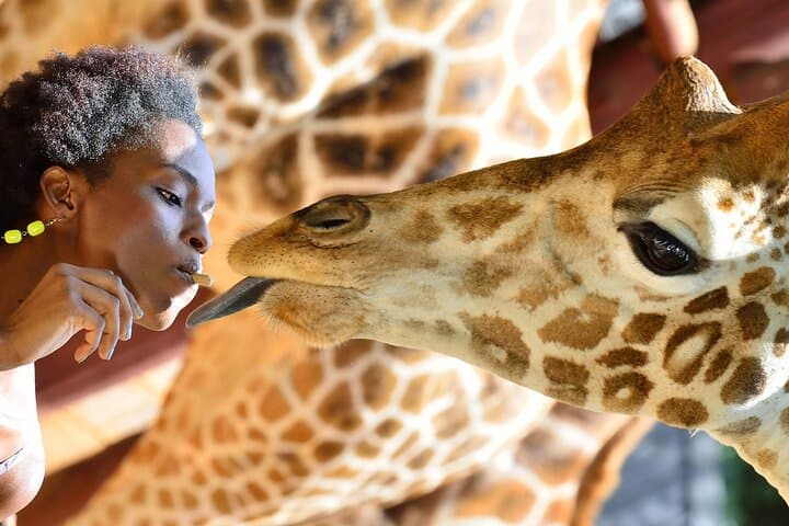 Nairobi National Park, Giraffe Center and Lunch at Carnivore