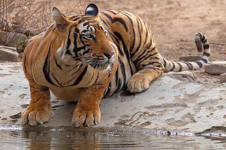 Jaipur till Ranthambore 2 dagars vildmarkssafari