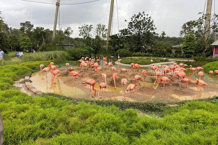 Entrada Mandai Bird Park Singapore