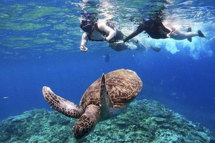 Okinawa Iriomote Island Halve dagtour met zeeschildpadden op het "Wondereiland" gemaakt van koraalfragmenten!Snorkelen op een boot bij Baras Island