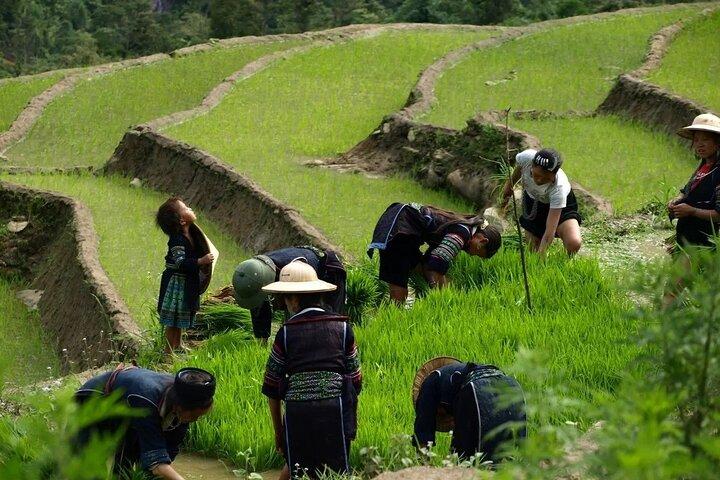 2 noites em Homestay Sapa - Trekking & Fansipan peak