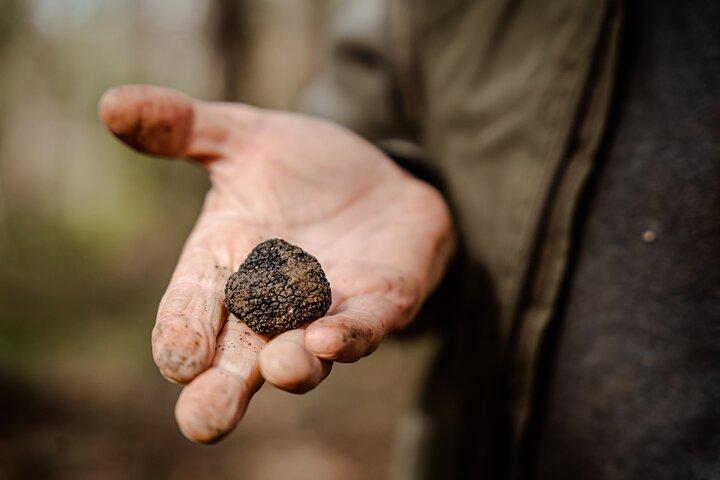 Caccia al Tartufo e Brunch al Tartufo di 3 portate a Montona
