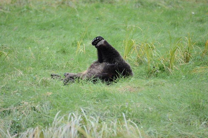 Emplacements exclusifs Observation privée des ours