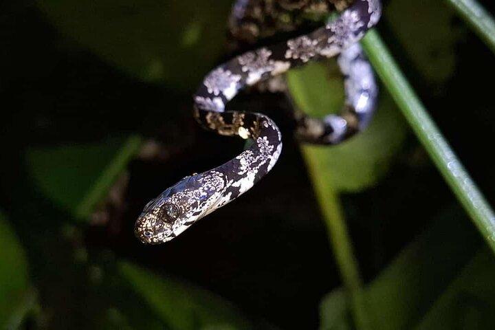 La Fortuna Night Walk - Luiaards, kikkers & wilde dieren (kleine groep)