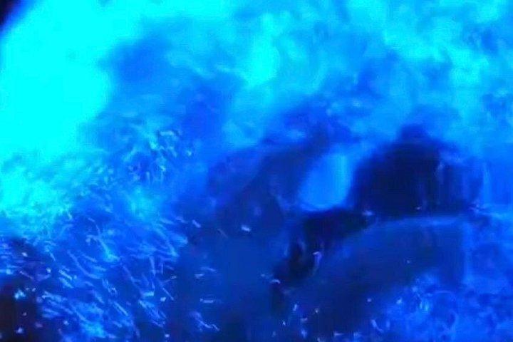 Clear Kayak Bioluminescence Tour - Cocoa Beach