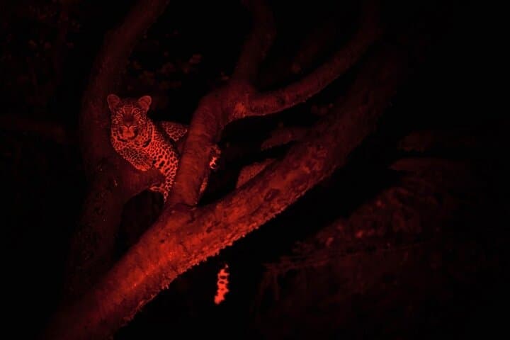 Night Game Drive at Nairobi National Park