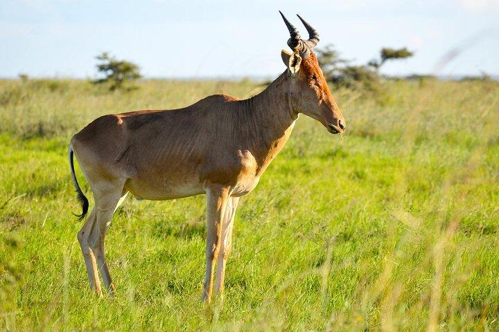 5 dias de paisagismo Uganda Wildlife Safari e Lake Adventure