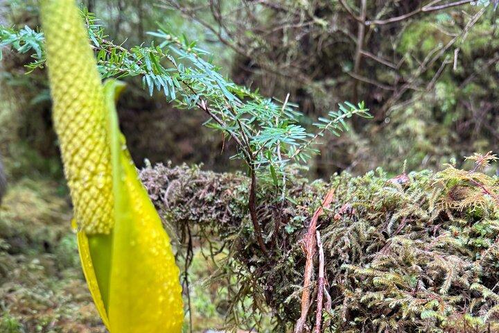 Mooie natuurwandeling op Ketchikan's Ward Creek Trail