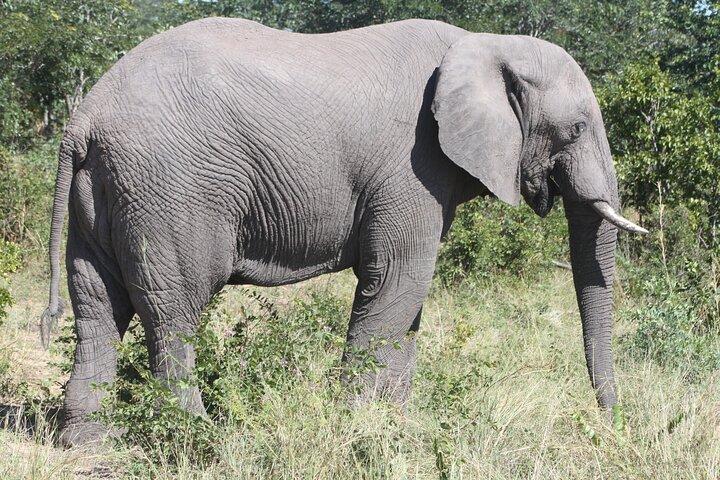 オカバンゴデルタ、チョベパーク、ビクトリアフォールズ12日間サファリ