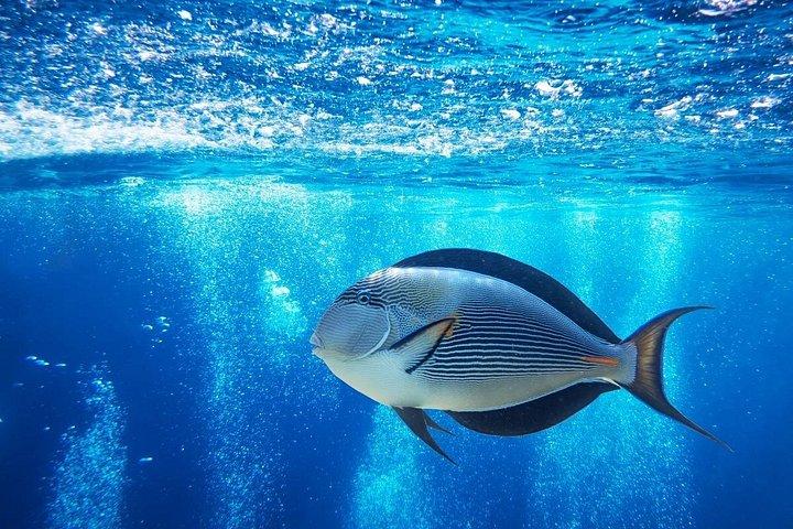 Ras Mohammed & White Island : Snorkeling, immersioni facoltative e pranzo