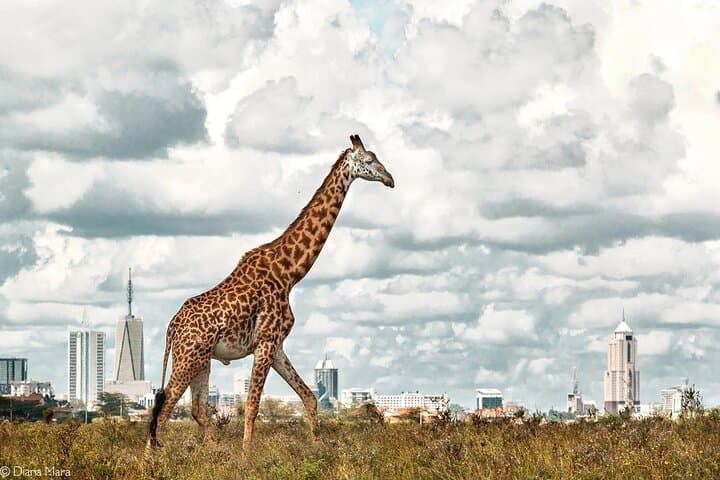 Half Day Nairobi National Park Tour