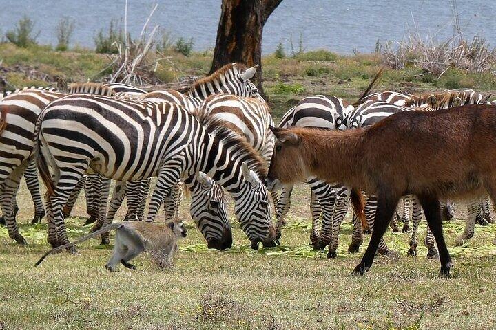 Safari a piedi a Crescent Island e giro in barca a Naivasha