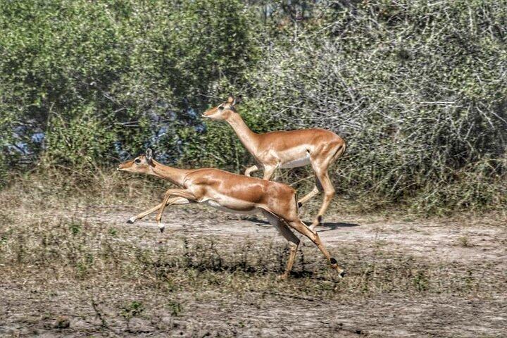 Chobe Day Trip em Botswana