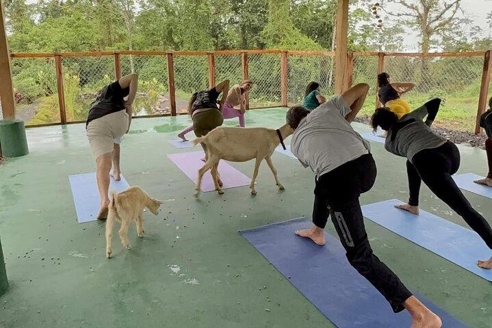 Goat Yoga med udsigt over vulkanen