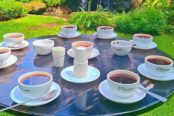 Half-Day Fairview Estate Coffee Farm & Coffee Tasting Tour