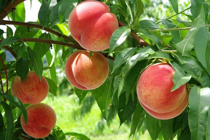 Excursion d'une journée à la 5e station du mont Fuji et cueillette saisonnière de fruits au départ de Tokyo